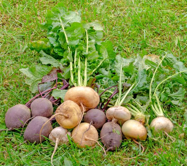 turnip, harvest