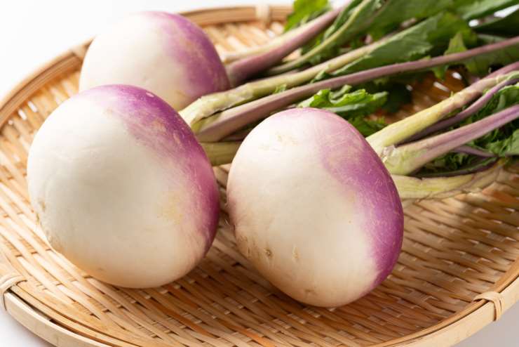 turnip, fresh