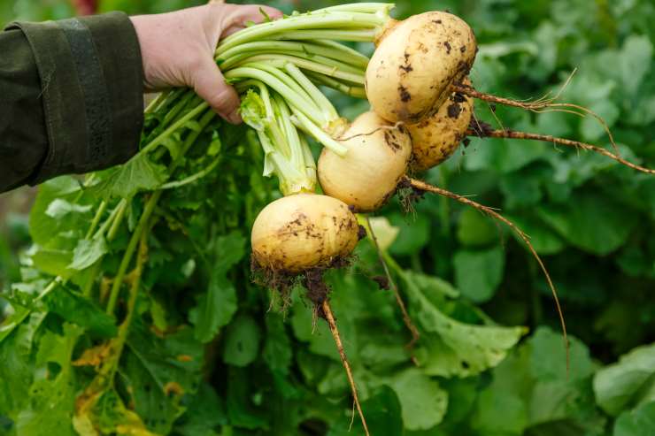 turnip, hand