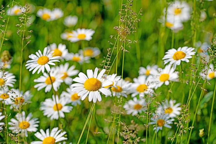 Leucanthemum Vulgare