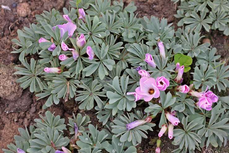 Oxalis Adenophylla