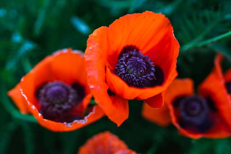 Papaver Orientale