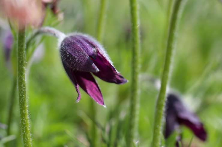 Pulsatilla Vulgaris