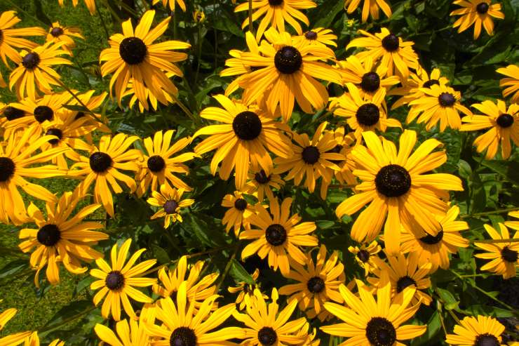 Rudbeckia Fulgida