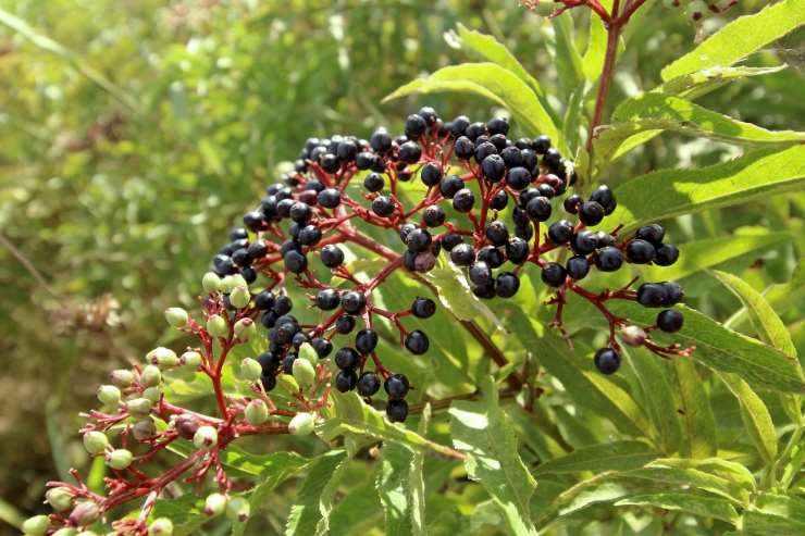 Sambucus Nigra 'Black Lace'