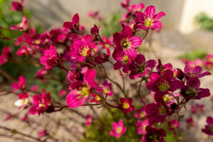 Saxifraga Arendsii 