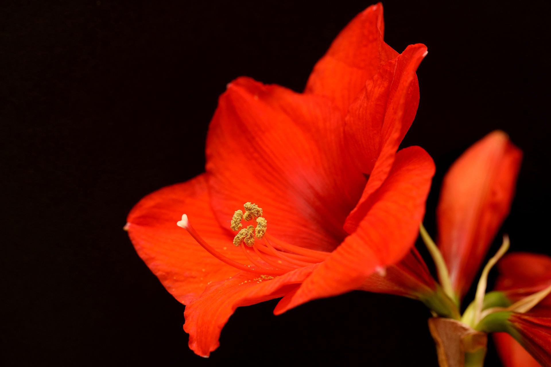 Amaryllis flower: How to Plant and Repot