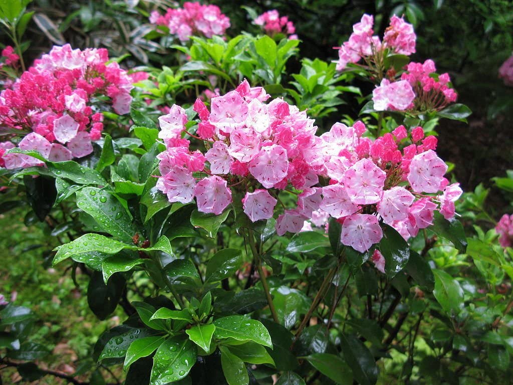 New England Native Flowering Shrubs for Your Yard