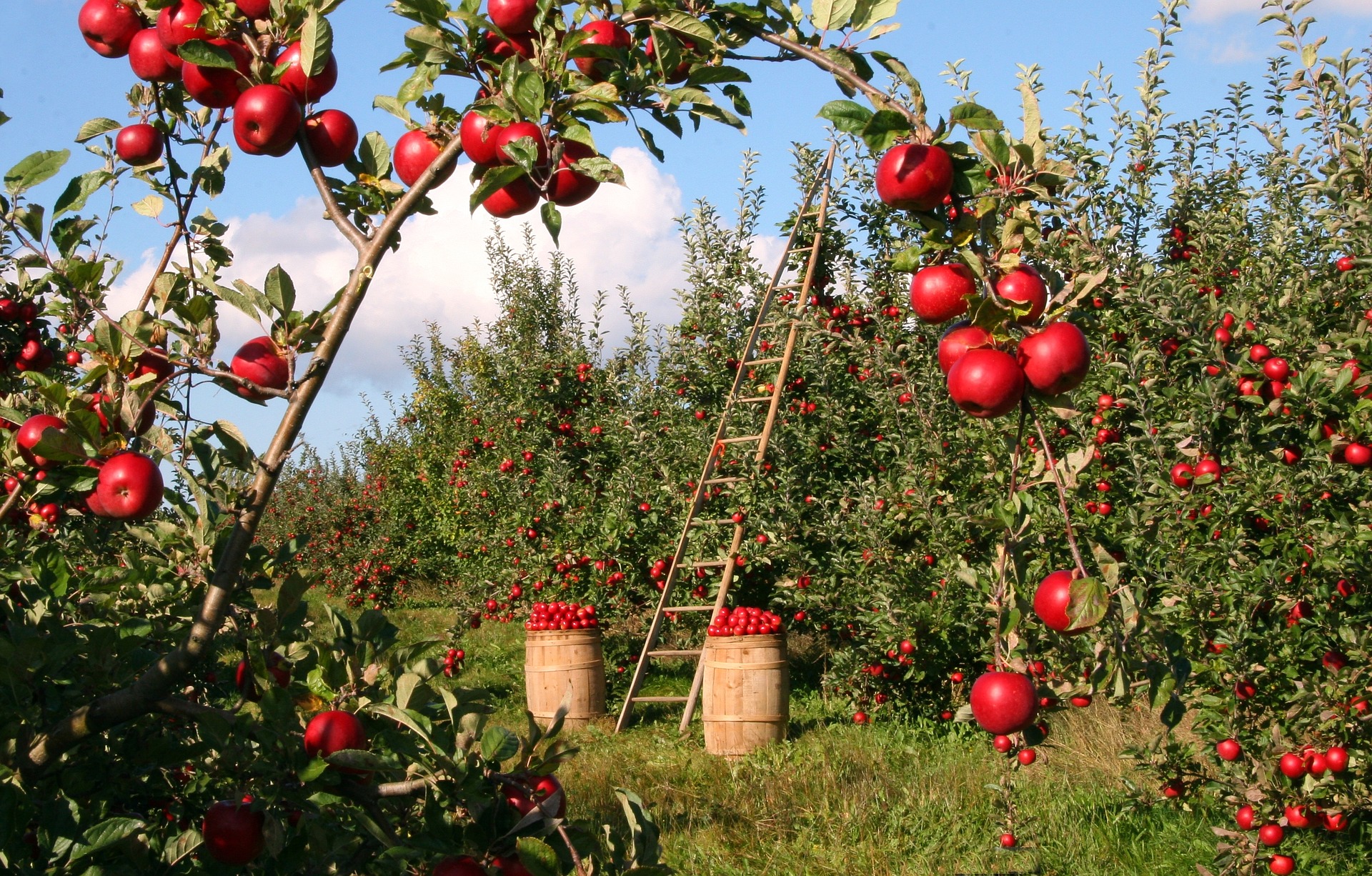 Apple Farming: How to Propagate and Prune