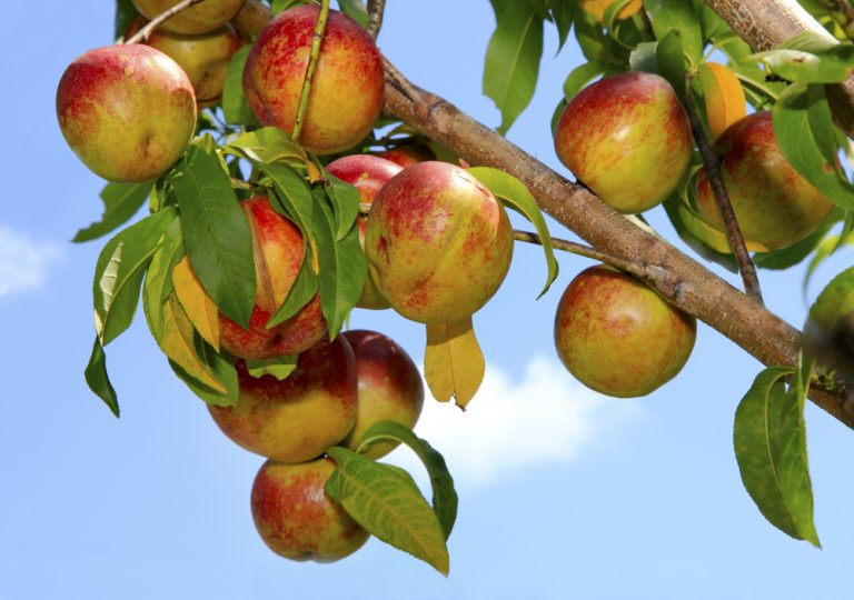 The Best Fruit Trees to Plant in Arizona