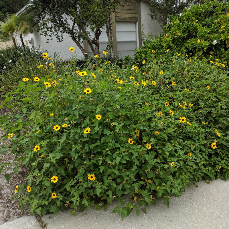 Flowering Plants Native to Florida for Your Yard