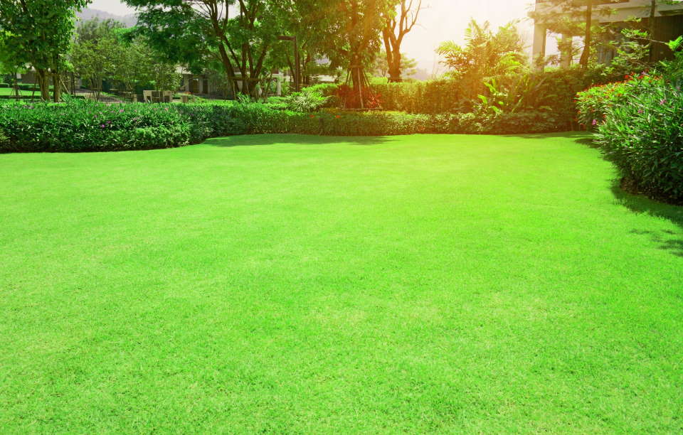 Bermuda Grass: How to Plant, Grow & Care