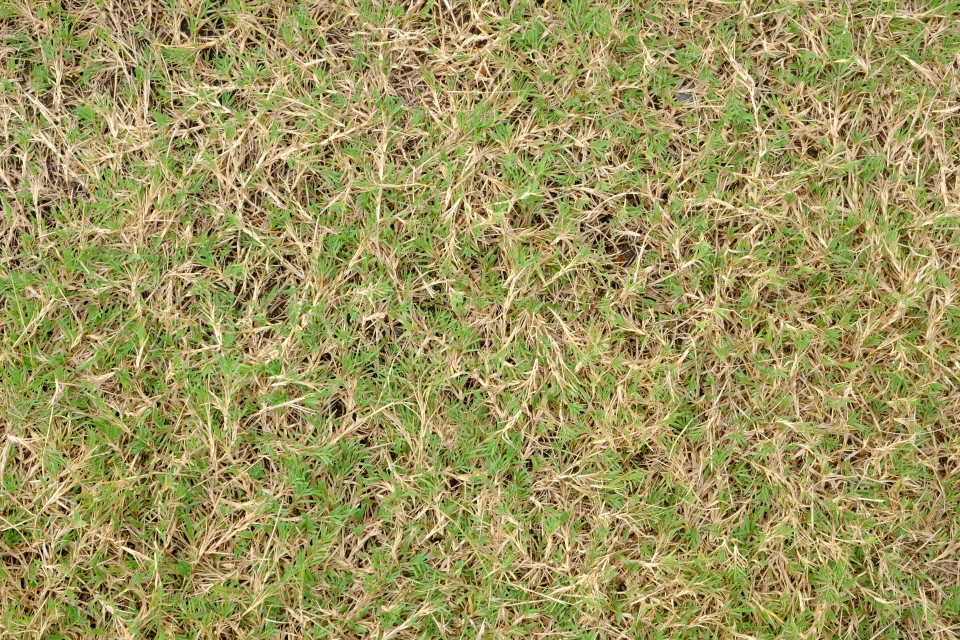 Bermuda grass, dry