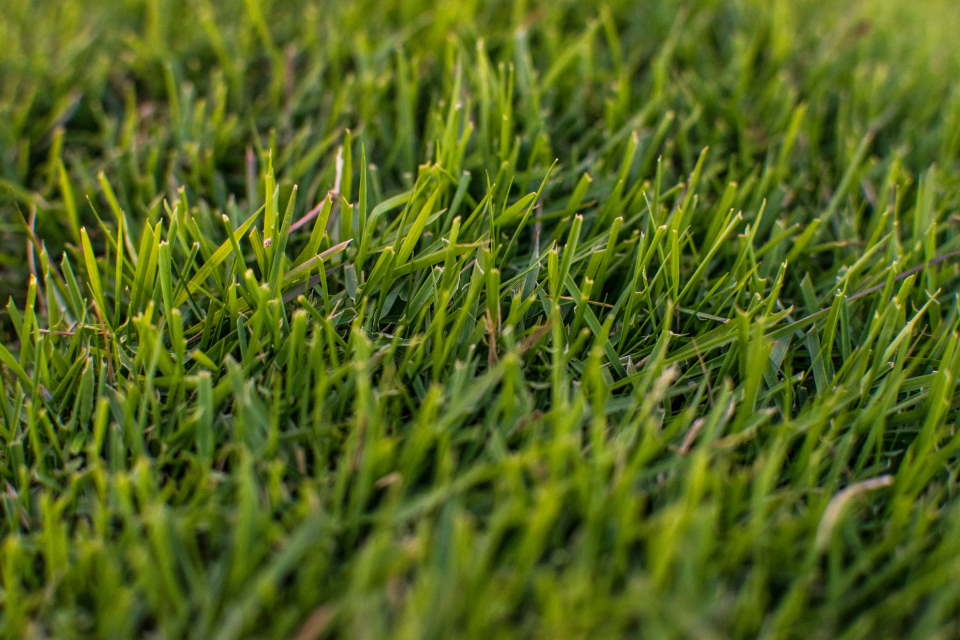 Bermuda grass, cut