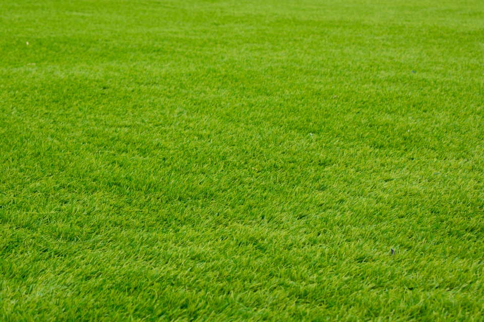 Bermuda grass, flat