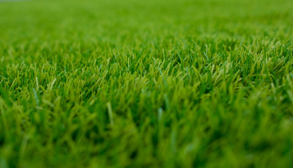 grass in shady areas, cut