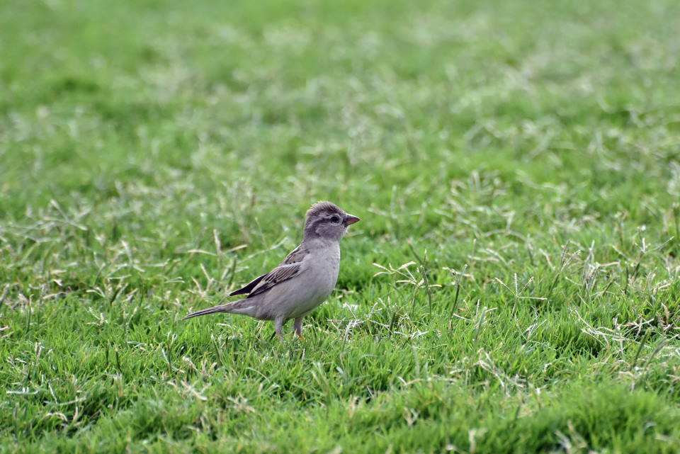 Bermuda grass, bird