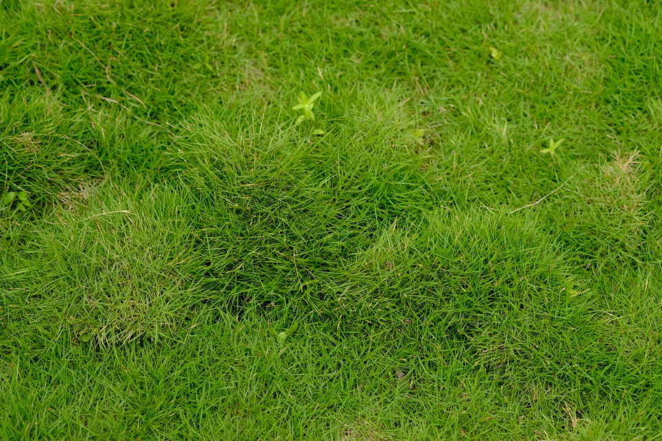 Bermuda grass, above
