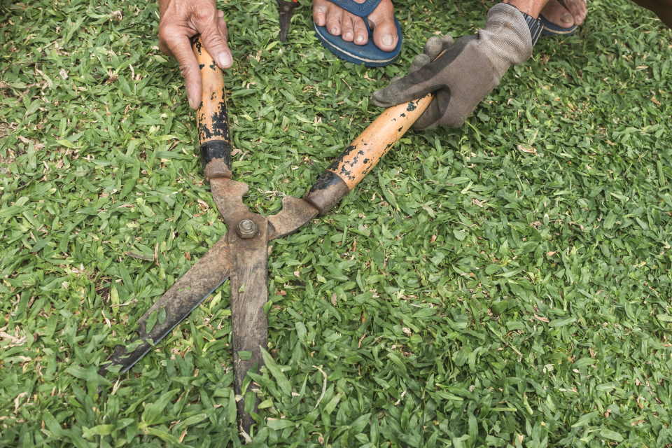 Bermuda grass, hand