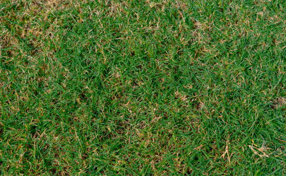 Bermuda grass, soil