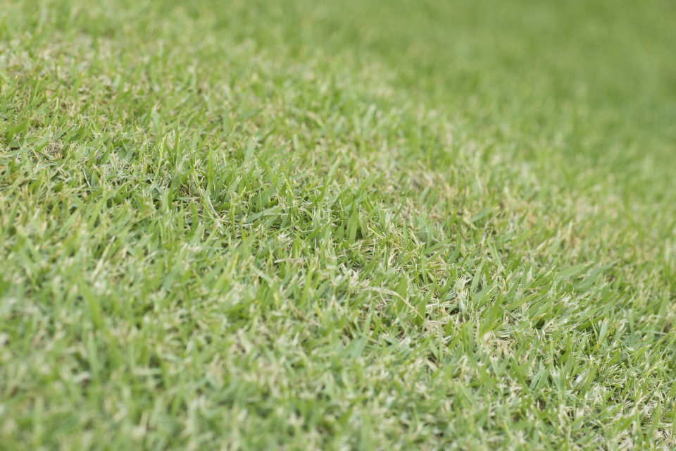 Bermuda grass, side