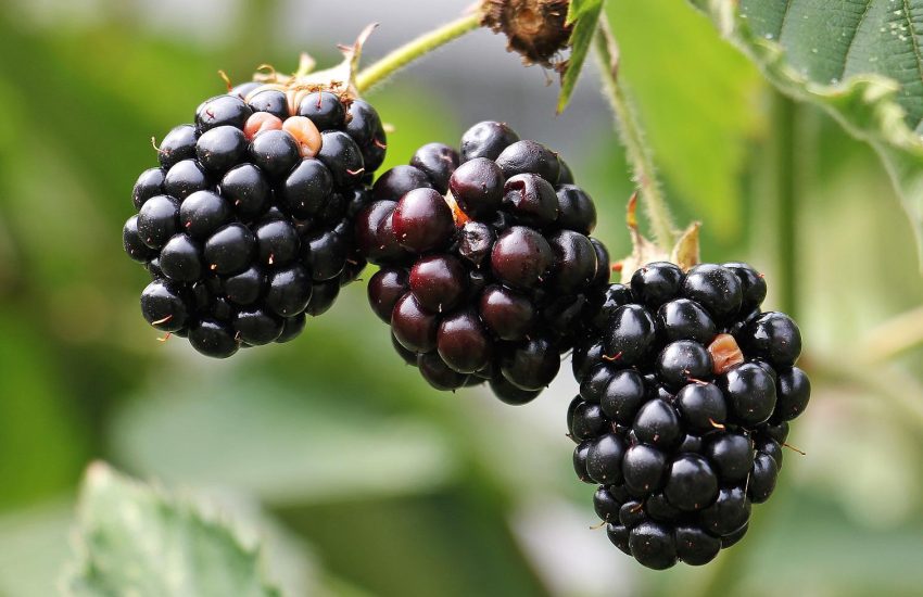 Blackberry farming