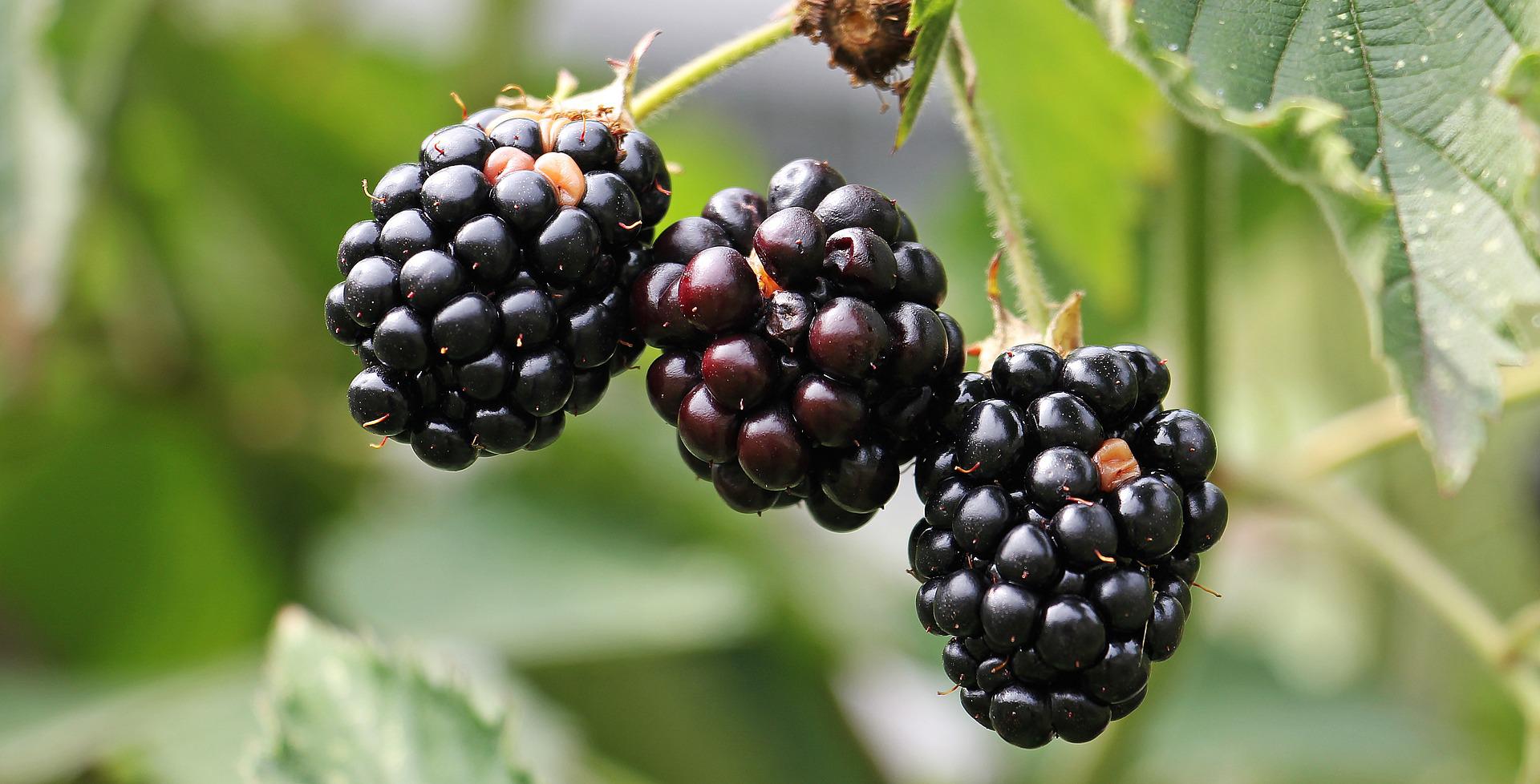 Blackberry farming