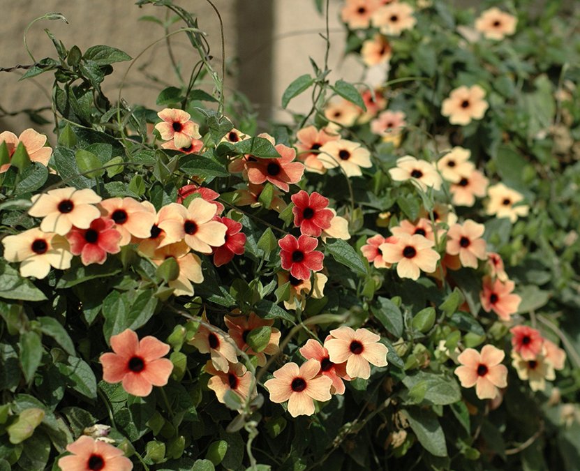 10 Flowering Vines to Grow in Oklahoma