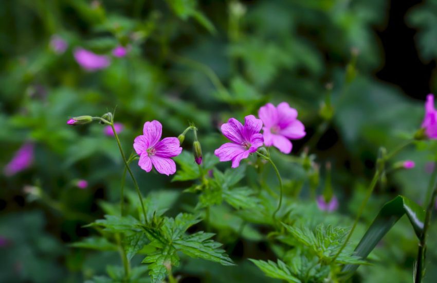 Bloody Cranesbill, close