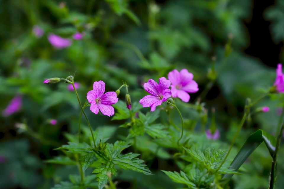 Bloody Cranesbill, close