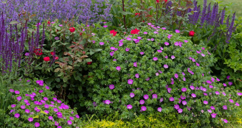 Bloody Cranesbill, garden