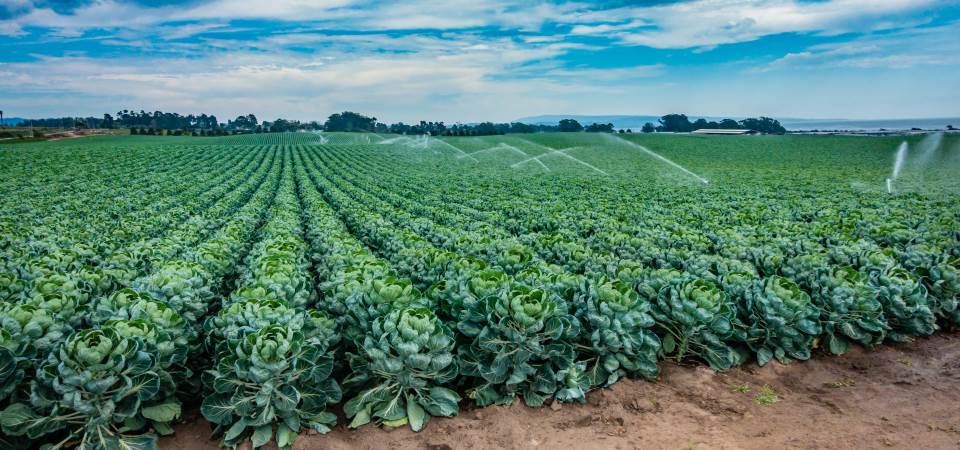 Brussel Sprouts Commercial Garden