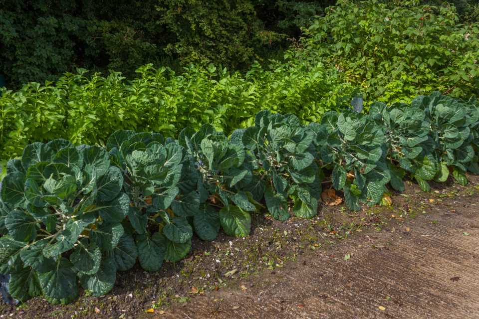 Brussels Sprouts Garden