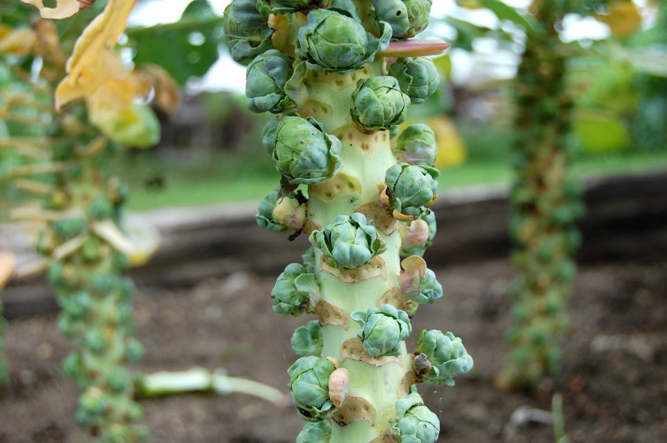 Fresh Brussel Sprouts