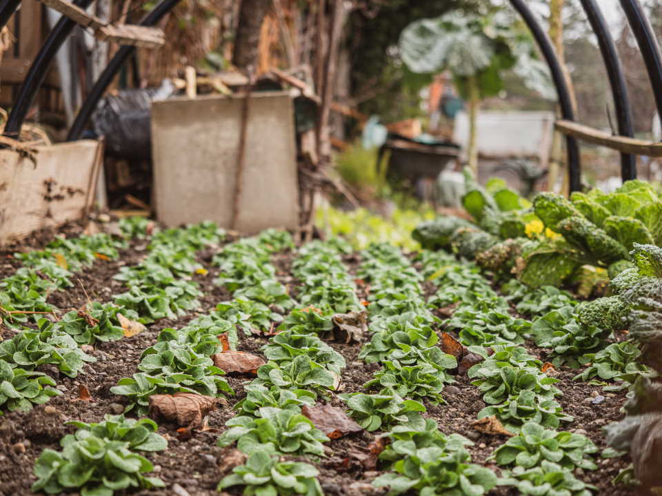 How to Plant and Grow Brussels Sprouts