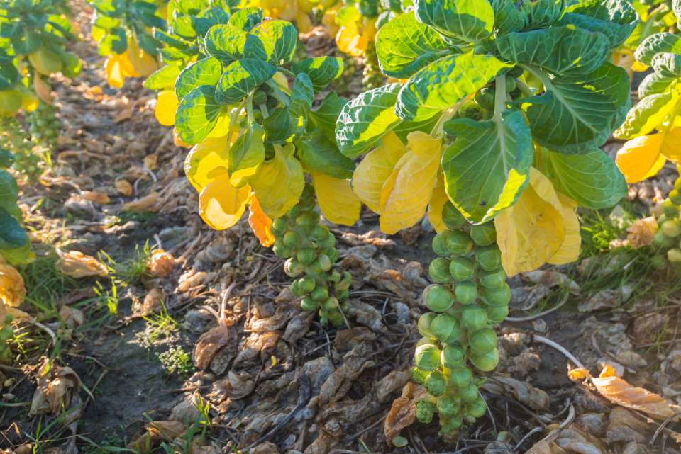 Brussels Sprouts