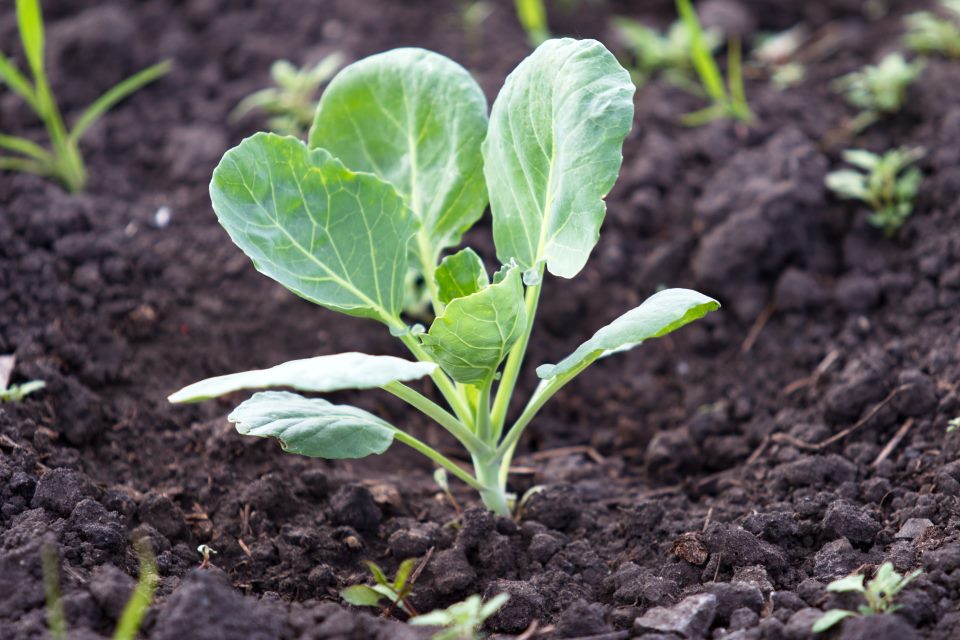 Growing Brussels Sprouts from seed