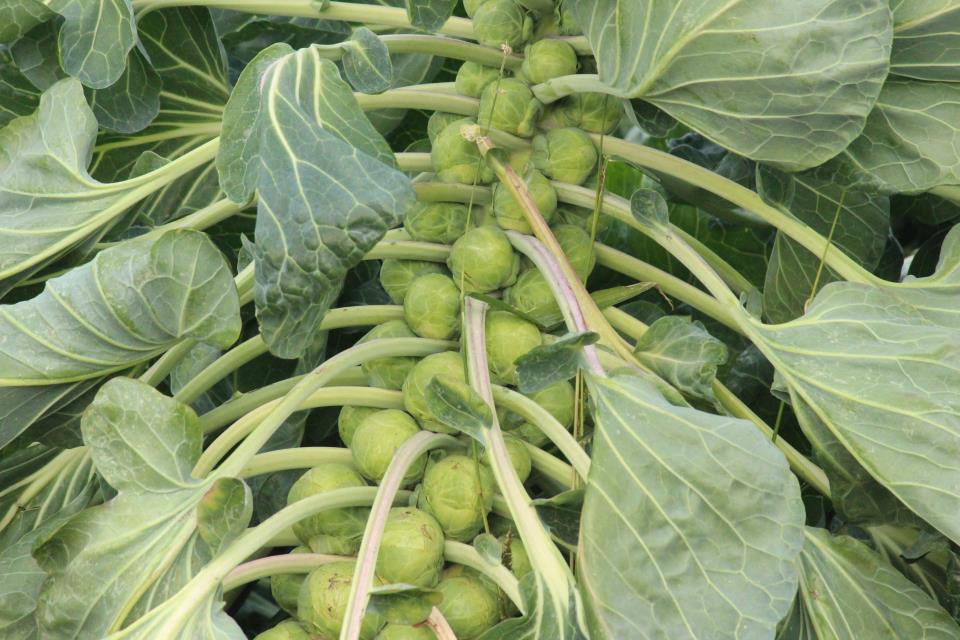 Beautiful Brussels Sprouts 