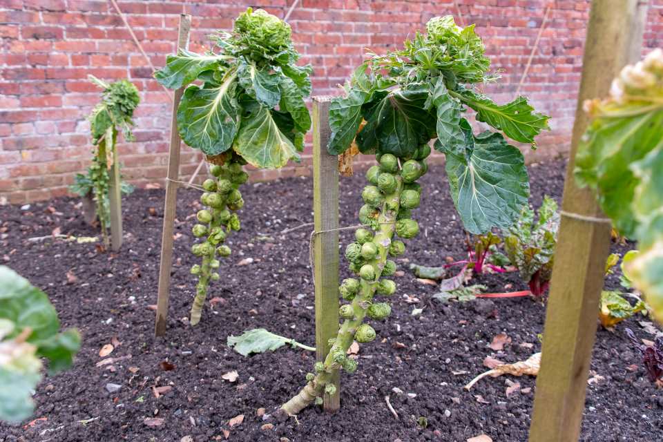 Stunning Brussels Sprouts Plants