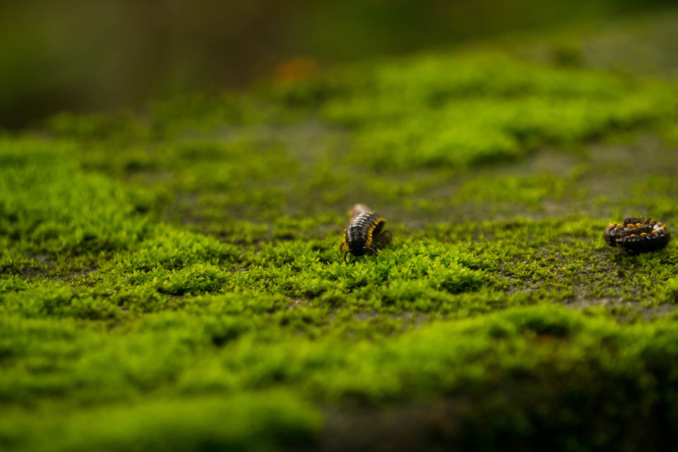 centipede grass, bug