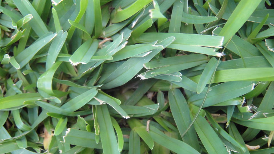 centipede grass, leaf