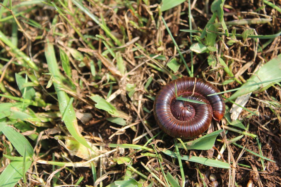 centipede grass, bug