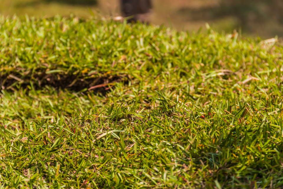 centipede grass, zoom