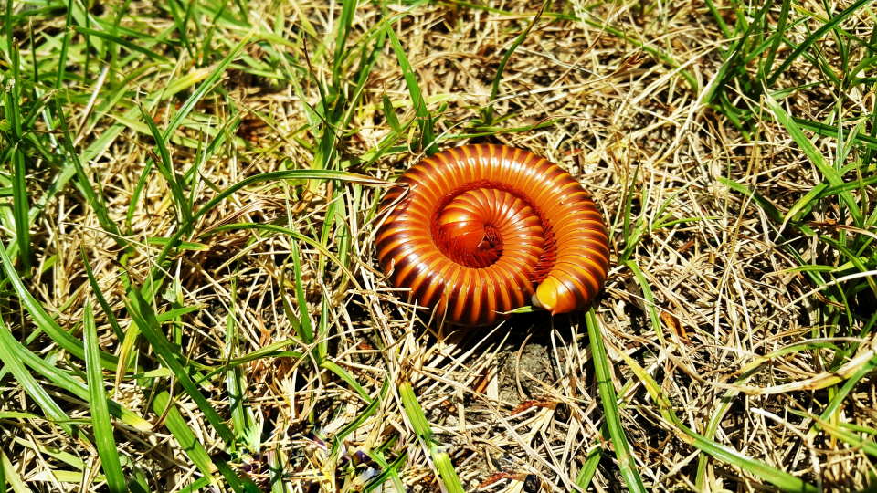 centipede grass, circle