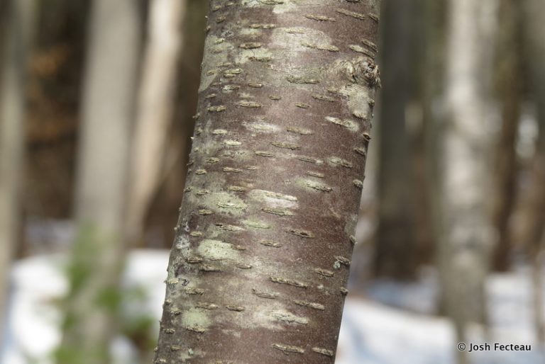 The Best Birch Trees to Grow in