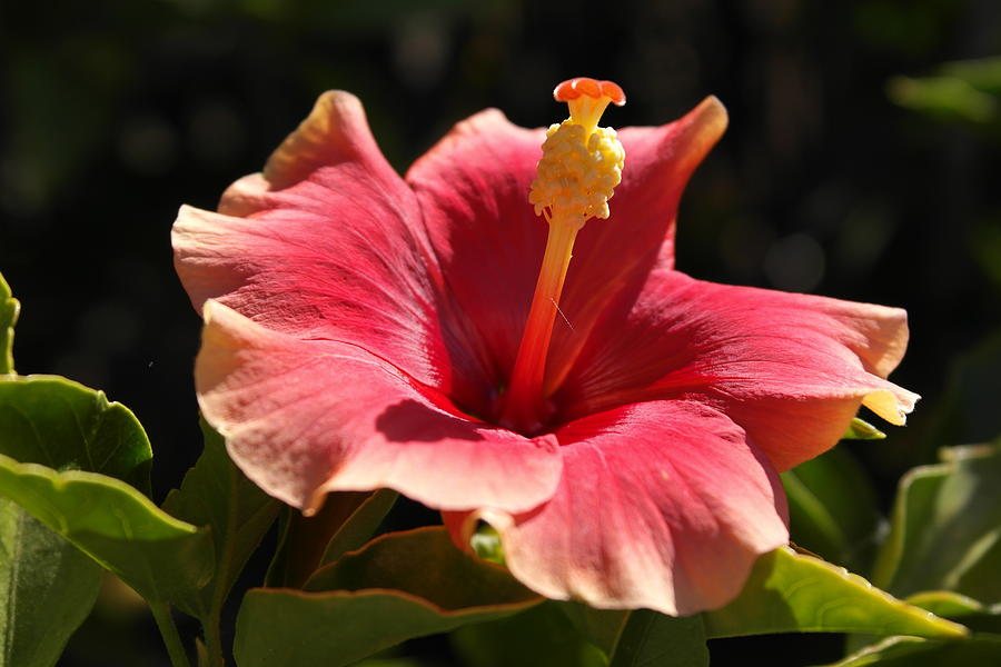 Flowering Plants Native to Florida for Your Yard