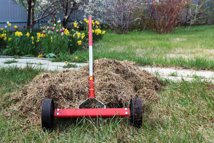 dethatch lawn, flowers