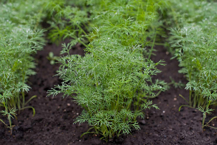 dill vs fennel, dill