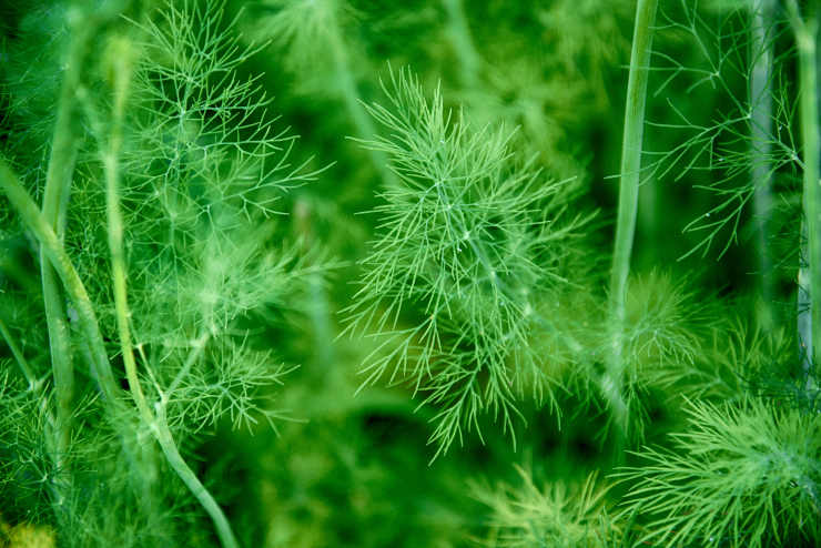 dill vs fennel, closeup