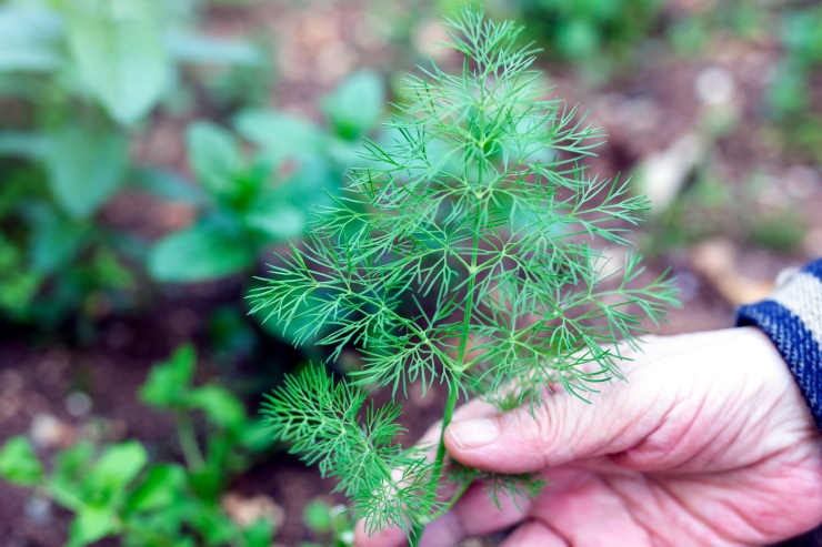 dill vs fennel, hand